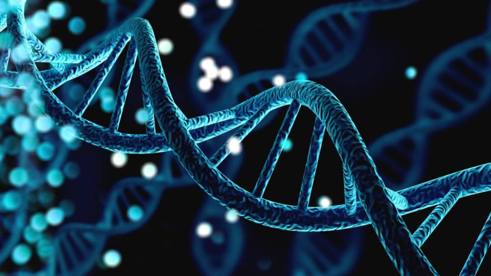 Model of DNA